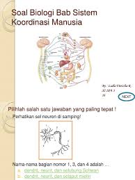 We did not find results for: Contoh Soal Koordinasi Sistem Ekskresi Beserta Jawabannya