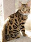 List of the Top 8 Long Haired Cat Breeds | Bengal Cats