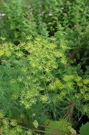 Check spelling or type a new query. Dill Calloway S Nursery Fresh Herbs