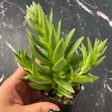 Image result for Crassula capitella