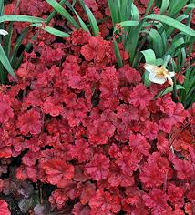 Amazon Com Cherry Cola Heuchera Coral Bells 4 Pot Shade Lover Garden Outdoor Cherry cola heuchera (heuchera 'cherry cola'): cherry cola heuchera coral bells