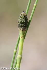 Image result for Equisetum ramosissimum