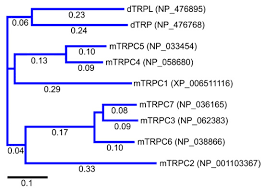 Home › animal cell coloring and labeling worksheet answers › animal cell coloring answer key animal cell coloring key will be very good for you only by clicking on the right and select save to download. Cells Free Full Text Transient Receptor Potential Canonical Trpc Channels Then And Now Html