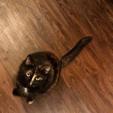 Say Hello To My New Floof Lemon Cats Pets Cute Cat