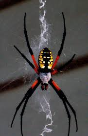 Black And Yellow Striped Spider Uk Spiderised Spider Arachnids Spiders Bugs And Insects
