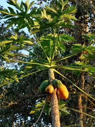 The fruits are orange when ripe and the size of a peanut. Florida Native Plants Nursery