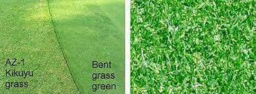 Kikuyugrass Is A Vigorous Warm Season Grass Native To Tropical Africa Stover Seed Is One Of The Leading Suppliers Warm Season Grass Bermuda Grass Grass