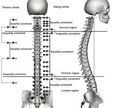 Made up of 34 bones, the spinal column holds the body upright, allows it to bend and twist with ease and provides a conduit for major nerves running from the brain to the tips of the toes—and everywhere in between. Real Time Joint Coupling Of The Spine For Inverse Kinematics Jvrb Journal Of Virtual Reality And Broadcasting