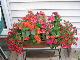 Pin By Cindy Schroedl On Plants Care Arrangements Containers Container Flowers Container Gardening Container Garden Design