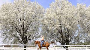 Tree came better than expected and i can't say enough good things about the company. Pretty Bad Trees City Of Lincoln Wants Fewer Flowering Pears Home Garden Journalstar Com