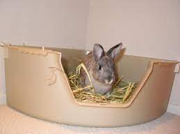 An easy way to encourage your bunny to use the box is to dump any bedding he soils outside of the box into the litter pan during the first few days. For Those Who Want To But Can T