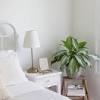 Suites bedroom carpet living room with carpet minimalist decor master bedroom minimalist modern minimalist living room minimalist the best indoor plants for a better night's sleep. 1