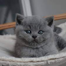 They're very friendly and playful. British Shorthair For Sale In The City Of L Isle D Espagnac France Price 182 Announcement 8860