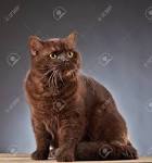 British Shorthair - Wikipedia