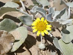 Image result for Arctotheca populifolia