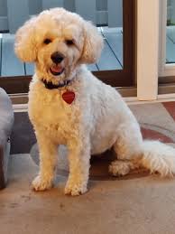 Grief and support for loss of a beloved pet