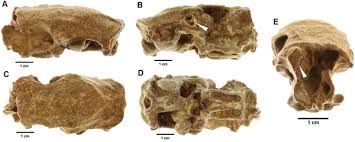 Helium is a problem for the radiometric dating of rocks. Collagen Fingerprinting A New Screening Technique For Radiocarbon Dating Ancient Bone