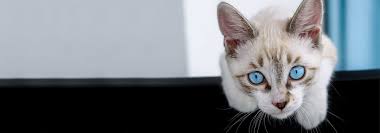 Petsmart is the adopt spot. The Finest Hour Kitten And Puppy Care At It S Best The Bluffs Pet Clinic The Bluffs Pet Clinic