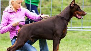 Our dogs are carefully selected to produce pups with good temperament, healthy , loyal in home companions. 88 European Doberman Puppy For Sale L2sanpiero