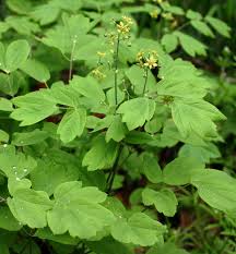 Image result for Blue Cohosh