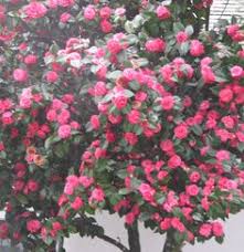 Plants C Camellia Page 17 Trees To Plant Camellia Flower Plants