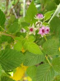 Image result for Rubus pinnatus