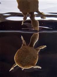 Wir versenden wasserschildkröten und landschildkröten mit tierkurier schildkröten (testudinata) online shop. Geheimnis Um Ursprung Des Schildkrotenpanzers Geluftet Natur Derstandard At Wissenschaft