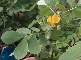 Image result for Senna tora