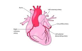 Learn the definition, symptoms, and causes of cad by reading our overview. The Effects Of Long Term Vigorous Endurance Exercise On The Coronary Arteries Sems Journal