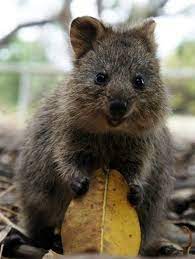 Meet The Happiest Animal In The World Happy Animals Smiling Animals Animals Of The World