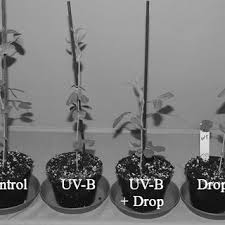 Can plants grow under black light. Uv Radiation From Unfiltered Uv B Q Panel Uv313 White Light Tubes Download Scientific Diagram
