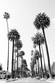 Some of them can grow at the rate of 2.5 feet per year. Beverly Hills California Street With Palm Trees Black And White Vertical Limited Edition Of 100 Photography By Robert Wojtowicz Saatchi Art