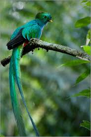 Quetzal Animales Raros Aves Jpg 680 1016 Aves Exoticas Silueta De Aves Aves