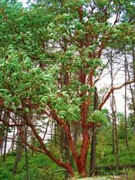 Berry plants, bushes and vines are perfect for planting in a wide range of spaces. Arbutus Strawberry Tree Pacific Madrone The Garden Website Com