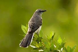 To discourage his brother from contacting the children. It S A Sin To Kill A Mockingbird The Gathering Place