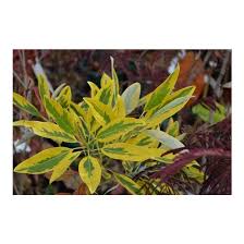 A good friend of mine george dodson found this different looking sweetbay magnolia in some seedlings. Magnolia Virginiana Var Australis Mardi Gras Mardi Gras Variegated Sweetbay Magnolia Broken Arrow Nursery