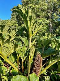 Image result for Gunnera