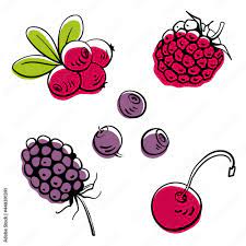 Cranberry, blackberry, raspberry, cherry, lingonberry. Colorful line sketch  collection of fruits and berries isolated on white background. Doodle hand  drawn fruits. Vector illustration Stock Vector | Adobe Stock
