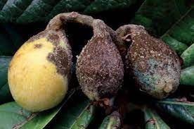 Yeni Dünya Kara Leke Hastalığı - İNTFA BLOG - Tarımsal Blog