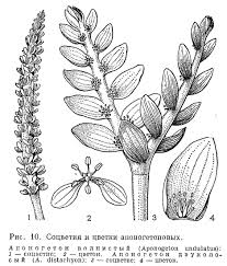 Image result for Aponogeton vallisnerioides