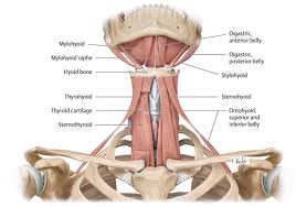 The muscles of the neck are present in four main groups. 1 The Anatomy And Physiology Of The Neck Ento Key