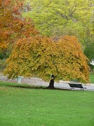 Arbres Pleureurs L Automne Leur Va Si Bien Paris Cote Jardin Parc Et Jardin Arbre Pleureur Jardins