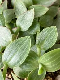 Image result for Aneilema zebrinum