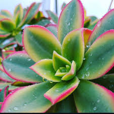 Image result for Chlorophytum stolzii