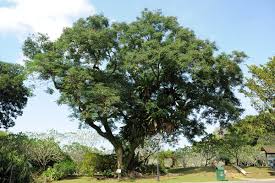 Image result for Tragia adenanthera