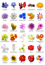 Not available for valentine's day image shown is 'small' the fresh orange and honey fragrance are inspired by the avilla farm fruit orchard. Make N Bake Petite Ingredient Sprout House Farms Flowerdale Farm Kitchen Warehouse Ratatouille Local Food Connect