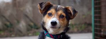 Wir wollen tieren in not helfen, not verhindern und ihnen die chance auf eine bessere zukunft geben. Tierheim Speyer Wir Suchen Ein Zuhause