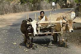 Click here if you would like to view it in japanese instead of your default language (english). Bullock Cart Wikipedia