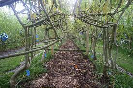 Full Grown Trees Grown Into Furniture And Art Objects Growing Tree Tree Chair Vegetable Garden Design
