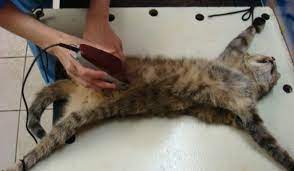 vozrast kastracii kotov i posledstviya ot operacii